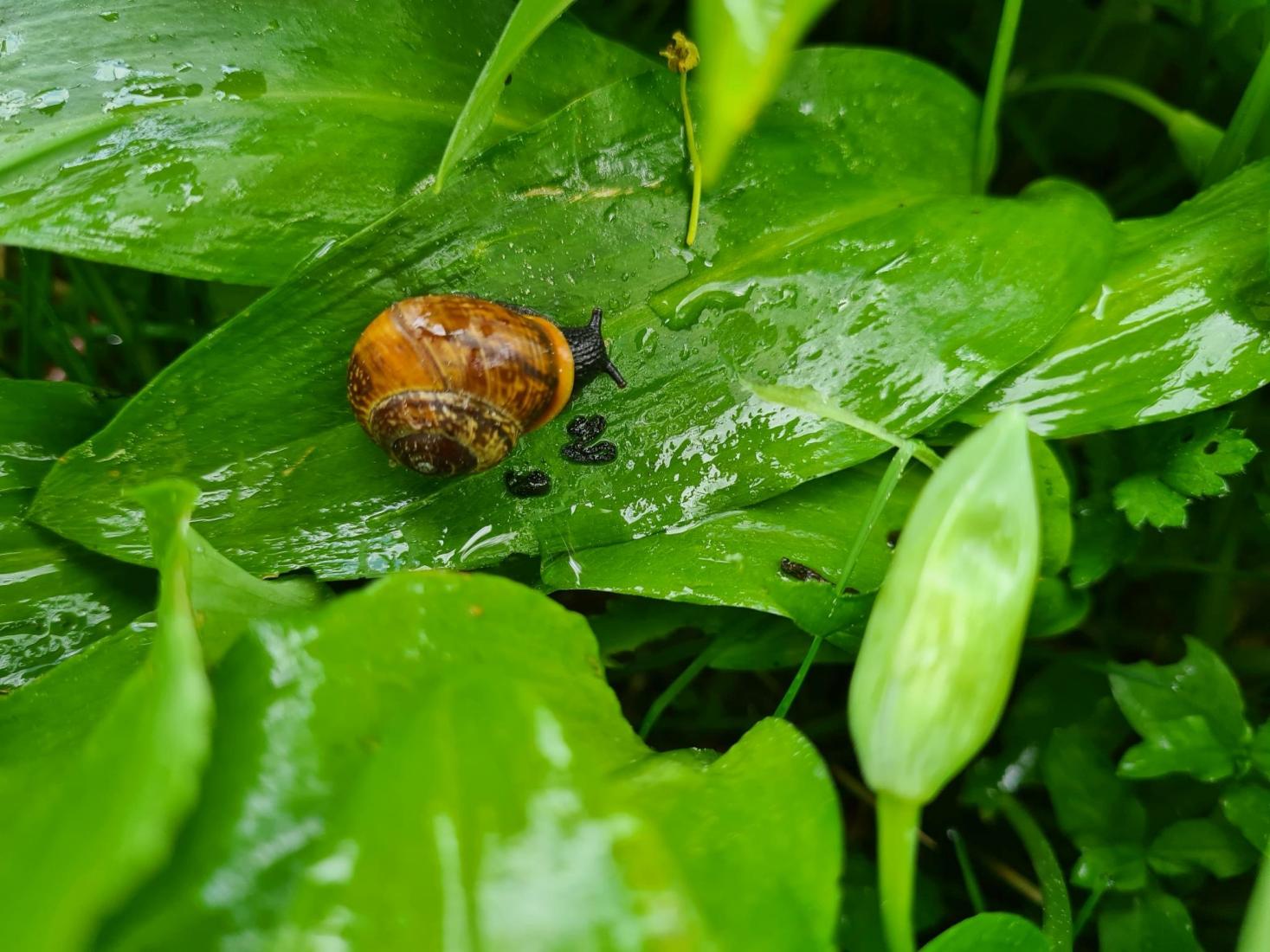 Schnecke - noch zu bestimmen